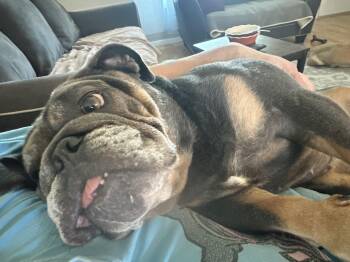 Bentley -  English Bulldog Dog for Adoption in Grant-Valkaria, Florida - Bentley | PetCurious