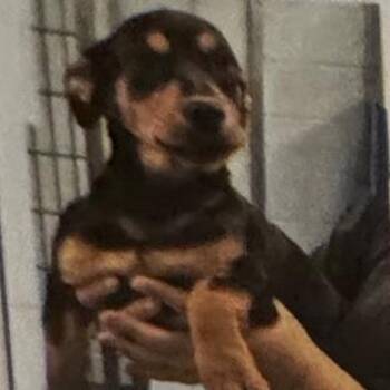 Candy -  Hound and Mixed Breed Dog for Adoption in Fairfax, Virginia - Candy | PetCurious