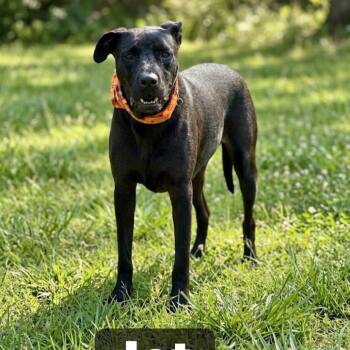 Mixed Breed and Black Labrador Retriever Dogs Available for Adoption in Enterprise, Alabama - Jet | PetCurious