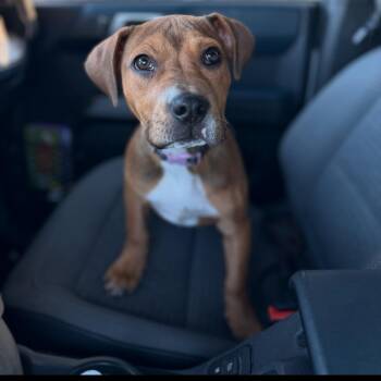 Hound Dogs Available for Adoption in Churchville, New York - Mia | PetCurious