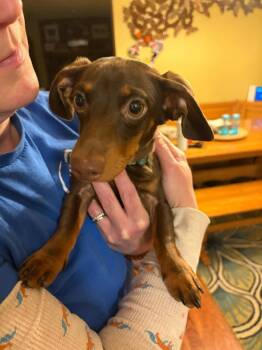 Dachshund Dogs Available for Adoption in Libertyville, Illinois - Pickles | PetCurious