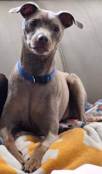Fred Flint Stone -  Miniature Pinscher Dog for Adoption in Russiaville, Indiana - Fred Flint Stone | PetCurious