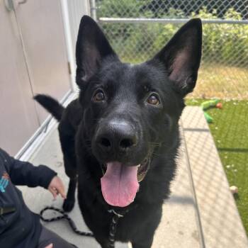 Jack -  German Shepherd Dog Dog for Adoption in Bedford, New Hampshire - Jack | PetCurious