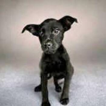 Dinah -  Chihuahua and Labrador Retriever Dog for Adoption in Portsmouth, Ohio - Dinah | PetCurious