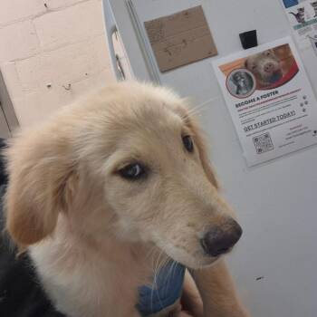 Avery -  Labrador Retriever Dog for Adoption in Birmingham, Alabama - Avery | PetCurious