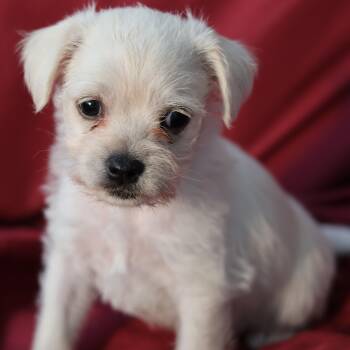 Rescue Miniature Poodle Dogs for Adoption in West Hollywood, California - Sunny | PetCurious