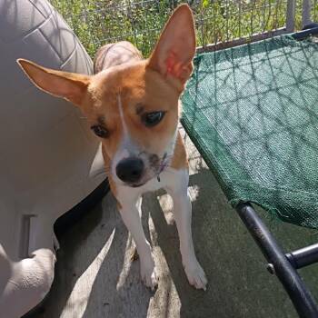 Rocky -  Jack Russell Terrier and Rat Terrier Dog for Adoption in Uniontown, Pennsylvania - Rocky | PetCurious