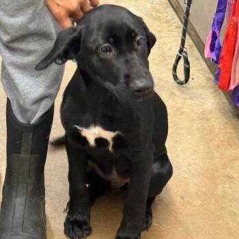 Bud -  Black Labrador Retriever and Belgian Shepherd Malinois Dog for Adoption in Lake Jackson, Texas - Bud | PetCurious