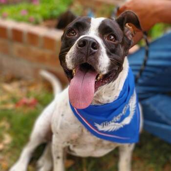 Australian Cattle Dog Blue Heeler Dogs Available for Adoption - Mylo | PetCurious