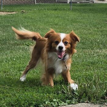 Coffee Bean (Tiabeanie) -  Chihuahua and Pomeranian Dog for Adoption in Edwards, Illinois - Coffee Bean (Tiabeanie) | PetCurious