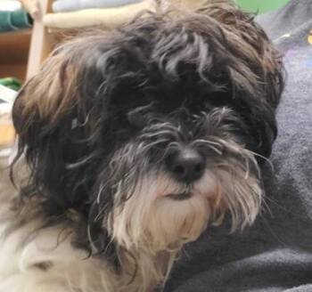 Penguin -  Maltese and Poodle Dog for Adoption in Kansas City, Missouri - Penguin | PetCurious