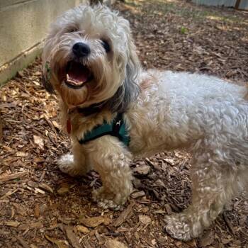 Perry the Platypus -  Mixed Breed Dog for Adoption in Decatur, Georgia - Perry The Platypus | PetCurious