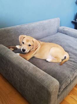 Jalapeno - Pre Adoption -  Mixed Breed Dog for Adoption in Kettering, Ohio - Jalapeno - Pre Adoption | PetCurious