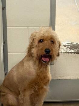 Poodle Dogs Available for Adoption in Belton, Texas - Bella** | PetCurious