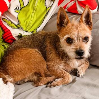 Jaxx -  Yorkshire Terrier and Mixed Breed Dog for Adoption in Homewood, Illinois - Jaxx | PetCurious