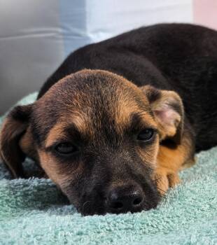 Sneezy -  Chihuahua and Miniature Schnauzer Dog for Adoption in Tylertown, Mississippi - Sneezy | PetCurious