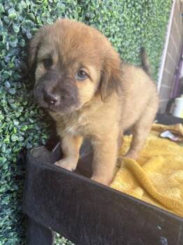 61572152 -  Shepherd and Mixed Breed Dog for Adoption in El Paso, Texas - 61572152 | PetCurious