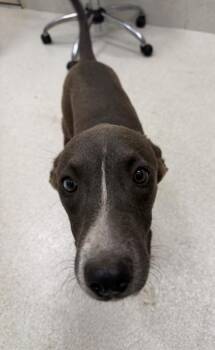 Midnight -  Australian Cattle Dog Blue Heeler and Mixed Breed Dog for Adoption in Honolulu, Hawaii - Midnight | PetCurious