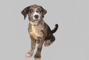 COOPER -  Catahoula Leopard Dog and Mixed Breed Dog for Adoption in Fort Lauderdale, Florida - COOPER | PetCurious