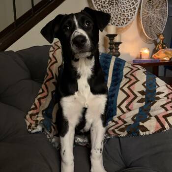 German Shepherd Dog Dogs Available for Adoption - Bonnie  | PetCurious