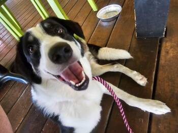 Rescue Border Collie Dogs for Adoption - Dakota | PetCurious