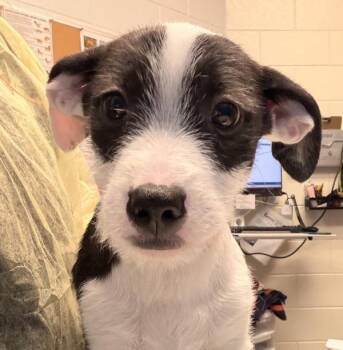 Takis -  Pit Bull Terrier and Shih Tzu Dog for Adoption in Golden, Colorado - Takis | PetCurious
