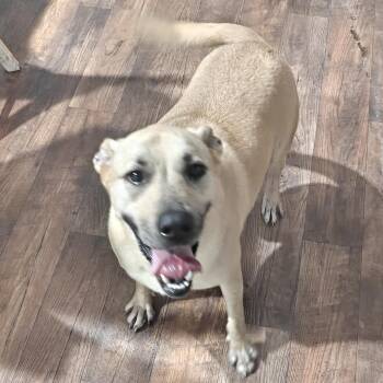Rescue German Shepherd Dog and Mastiff Dogs for Adoption in Clarksville, Tennessee - Prudence Viola | PetCurious