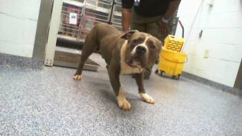 Pit Bull Terrier Dogs Available for Adoption in Charlotte, North Carolina - THEODORE | PetCurious