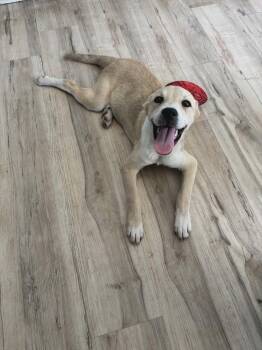 Shepherd and Labrador Retriever Dogs Available for Adoption - Tex | PetCurious