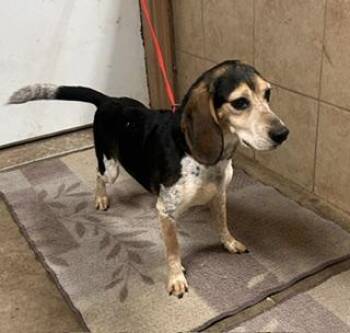Patch -  Beagle Dog for Adoption in Denison, Iowa - Patch | PetCurious