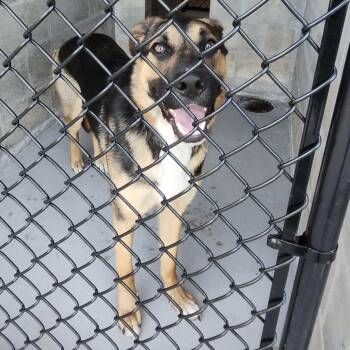German Shepherd Dog and Mixed Breed Dogs Available for Adoption in Clearwater, Florida - Guinness | PetCurious