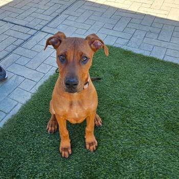 Pit Bull Terrier Dogs Available for Adoption - Athena | PetCurious