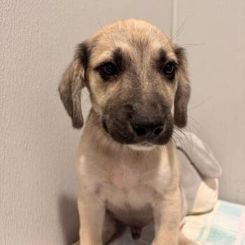 Tinker -  Labrador Retriever and Australian Cattle Dog Blue Heeler Dog for Adoption in Tampa, Florida - Tinker | PetCurious