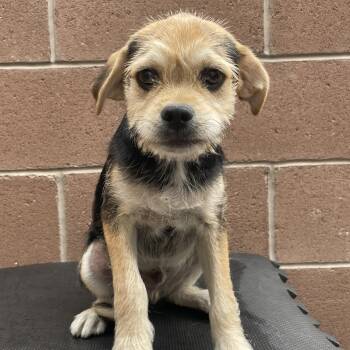 Moose Tracks -  Terrier Dog for Adoption in Las Vegas, Nevada - Moose Tracks | PetCurious