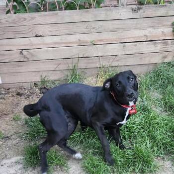 Mixed Breed Dogs Available for Adoption in Madison, Wisconsin - Aspen | PetCurious