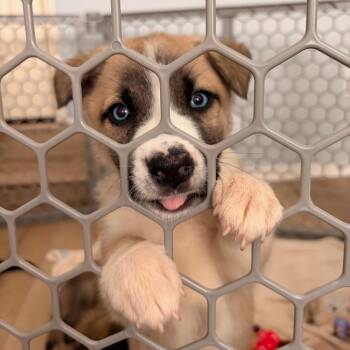 Husky and Shepherd Dogs Available for Adoption in Los Angeles, California - Maddy | PetCurious