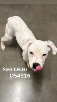 American Staffordshire Terrier Dogs Available for Adoption in Clarksville, Tennessee - Nova (Bella) | PetCurious