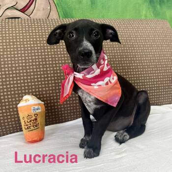 Lucracia -  Labrador Retriever and Mixed Breed Dog for Adoption in Palestine, Texas - Lucracia | PetCurious