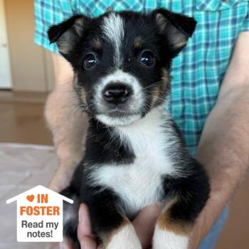 Pepe the Prawn -  Pit Bull Terrier and Collie Dog for Adoption in Kanab, Utah - Pepe The Prawn | PetCurious