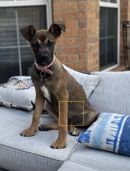 Moxie -  German Shepherd Dog Dog for Adoption in Murphy, Texas - Moxie | PetCurious