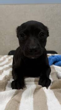 Boba -  Mixed Breed Dog for Adoption in Honolulu, Hawaii - Boba | PetCurious