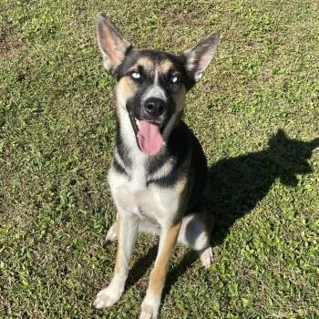 Husky Dogs Available for Adoption - Birdie | PetCurious