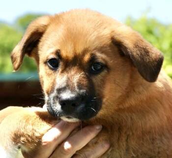 Mountain Dog and Wirehaired Terrier Dogs Available for Adoption in Frederick, Maryland - Tank-Available! Www.LHAR.dog To Apply! | PetCurious