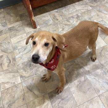 Morgan -  Terrier Dog for Adoption in Pilot Point, Texas - Morgan | PetCurious
