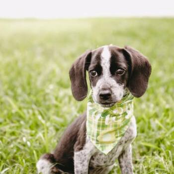 Dachshund and Australian Cattle Dog Blue Heeler Dogs Available for Adoption - Dottie D10914 *Arriving 5/1* | PetCurious
