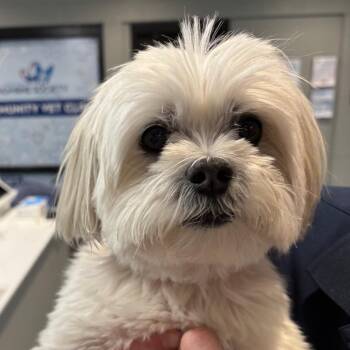 Mixed Breed Dogs Available for Adoption in Allentown, Pennsylvania - Marshmallow | PetCurious