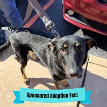 Mixed Breed Dogs Available for Adoption - Sprocket | PetCurious