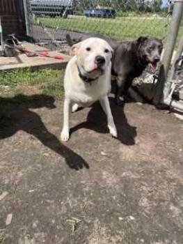 Rescue Labrador Retriever and Pit Bull Terrier Dogs for Adoption in Woodbine, Georgia - Marshmallow | PetCurious