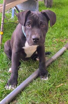Scooter -  American Bully and Black Labrador Retriever Dog for Adoption in Harlingen, Texas - Scooter | PetCurious