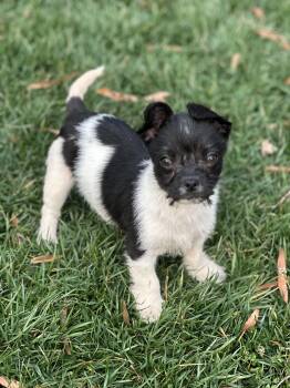 Wirehaired Terrier and Chihuahua Dogs Available for Adoption - Rizzo | PetCurious
